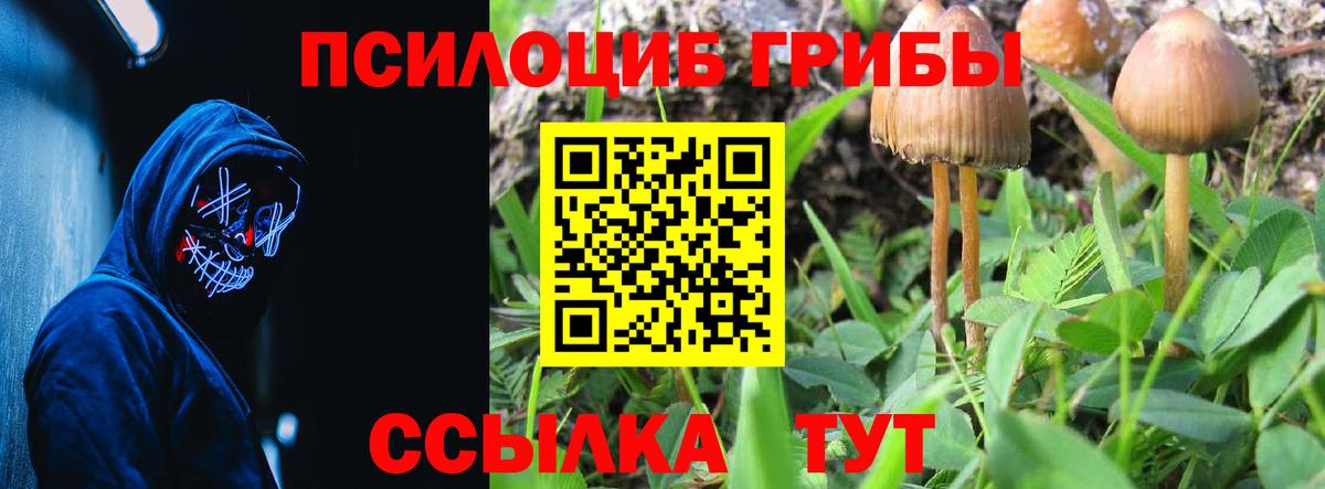 Галлюциногенные грибы Psilocybe Сибай